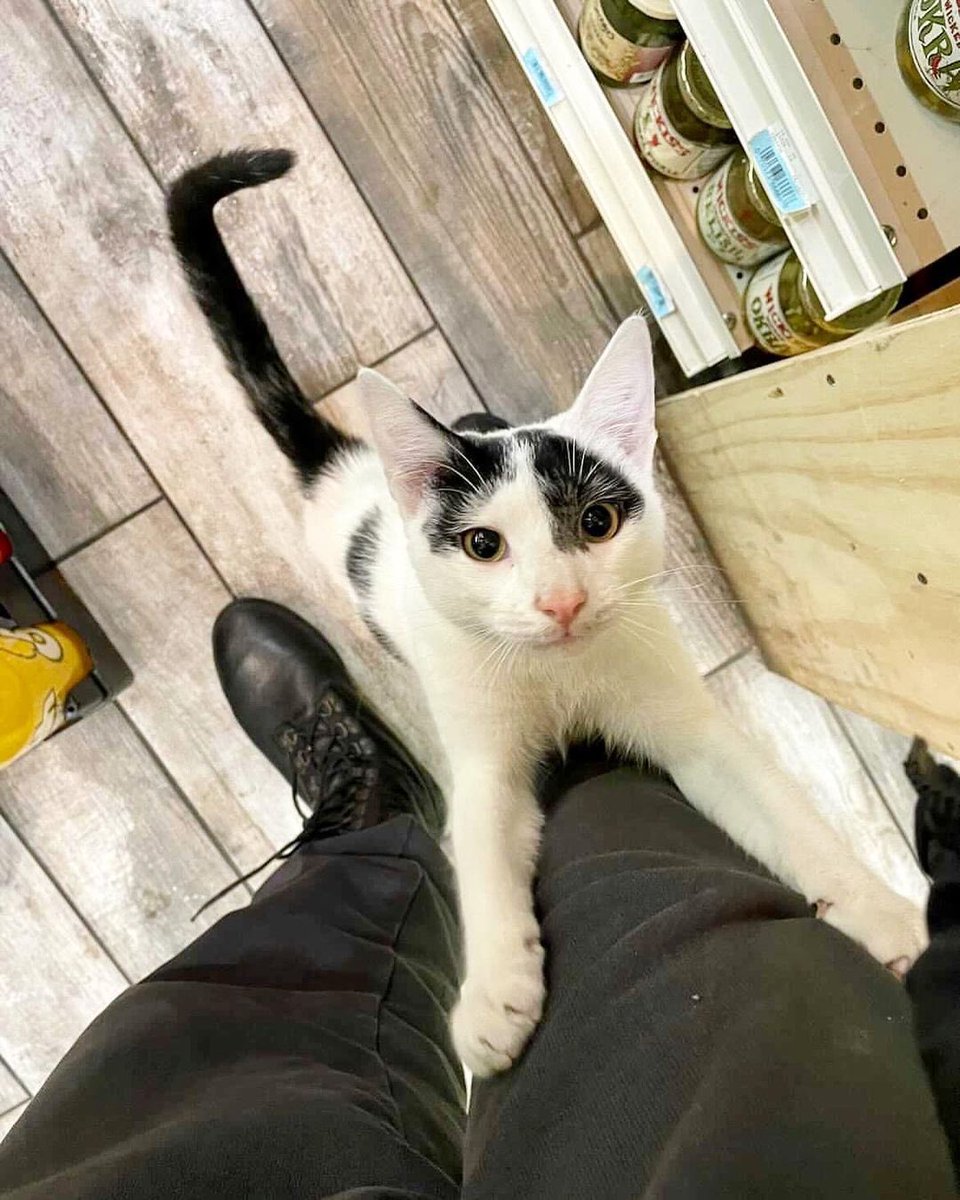 Bodegacats_'s tweet photo. https://t.co/YcH8tj4NsD