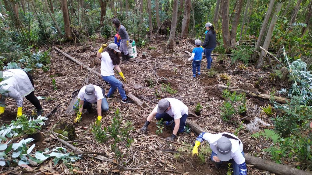 FronteraEnergy's tweet photo. Nuestro voluntariado #YoTransformo realizó la siembra de 500 árboles de diferentes especies. Así contribuimos a reducir la contaminación del aire, ayudamos al establecimiento de los animales, preservamos las fuentes de agua y reducimos la temperatura del suelo #FuturoSostenible https://t.co/Smjfku3Bea
