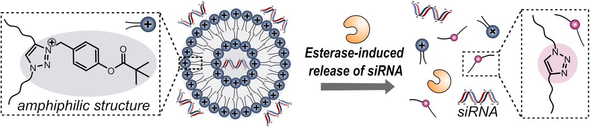 Delius Lab 🇪🇺🇺🇦 (@mvdelius) on Twitter photo Check out how <a href="/selina_hllstn/">Selina Hollstein</a> made great use of this year’s #NobelPrize-winning reaction for siRNA binding and esterase-induced release. Fruitful cooperation with S. Ulrich, L. Ali, N. Bettache. <a href="/uni_ulm/">Universität Ulm</a> <a href="/umontpellier/">Université de Montpellier</a> #chemtwitter
…mistry-europe.onlinelibrary.wiley.com/doi/10.1002/ch… Check out how <a href="/selina_hllstn/">Selina Hollstein</a> made great use of this year’s #NobelPrize-winning reaction for siRNA binding and esterase-induced release. Fruitful cooperation with S. Ulrich, L. Ali, N. Bettache. <a href="/uni_ulm/">Universität Ulm</a> <a href="/umontpellier/">Université de Montpellier</a> #chemtwitter
…mistry-europe.onlinelibrary.wiley.com/doi/10.1002/ch…