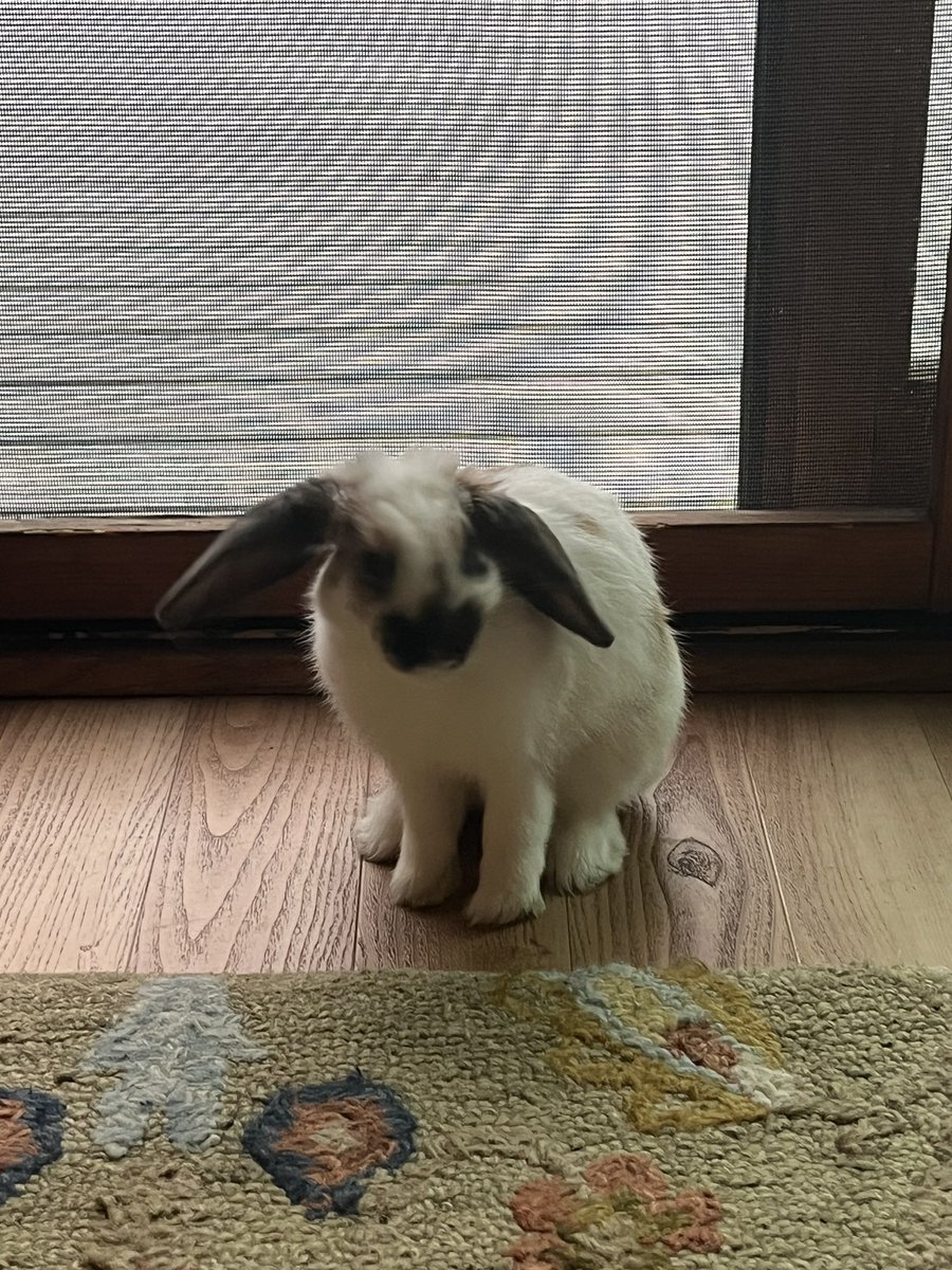 TheLadyJaye's tweet photo. @JustinTGee This is Bebe! https://t.co/KTddFp4EuE