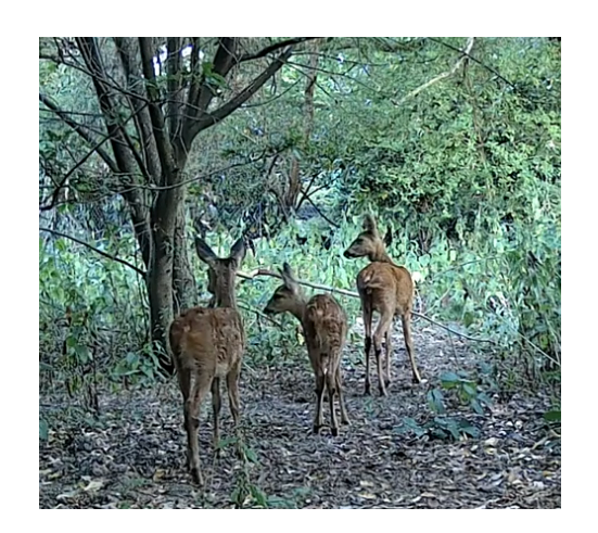 soflag4's tweet photo. Our objection to the planning application is now in - read here https://t.co/ykZXxevSnY
Hope it's enough to save them...  #lastchancetosave #choosenature #burgesshill https://t.co/yyXvg1ZFNh
