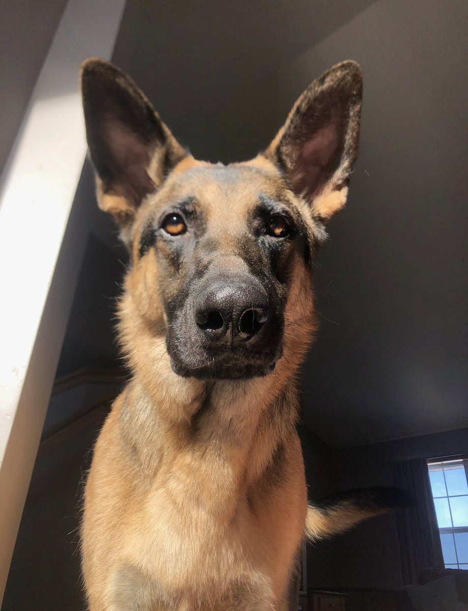 5teamanderson's tweet photo. Happy Birthday to Sir August the Doggest 🎂🎉 https://t.co/1g0puBHbkA