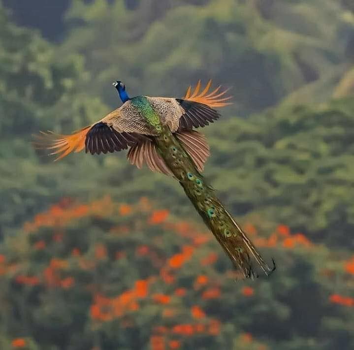 RincnCuriosoo's tweet photo. Así luce un pavo real en pleno vuelo. https://t.co/tXZBrcuXMR