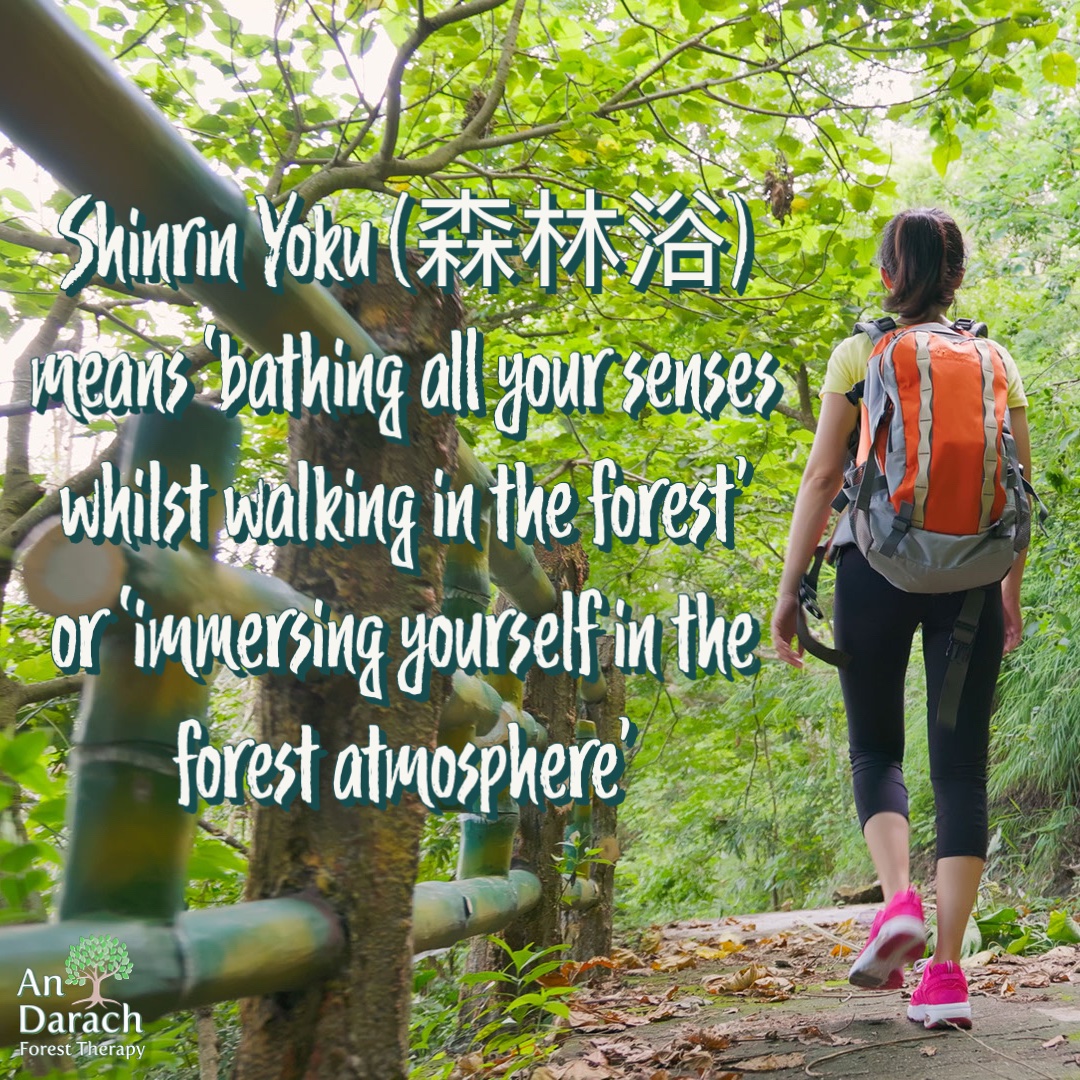 Forest Bathing is a health-promoting, nature-connection practice that aims to enhance mental and emotional wellbeing, and relieve stress and anxiety.
Find out more about what to expect on a Forest Bathing walk at silvotherapy.co.uk/what-to-expect…