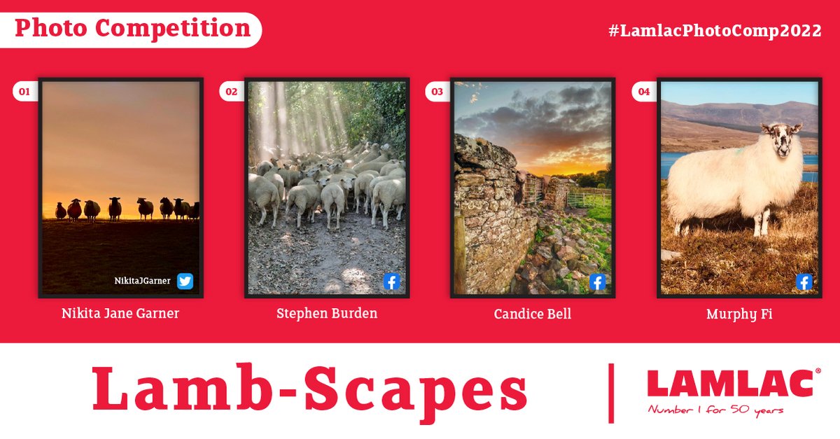 Lamlac tweet media