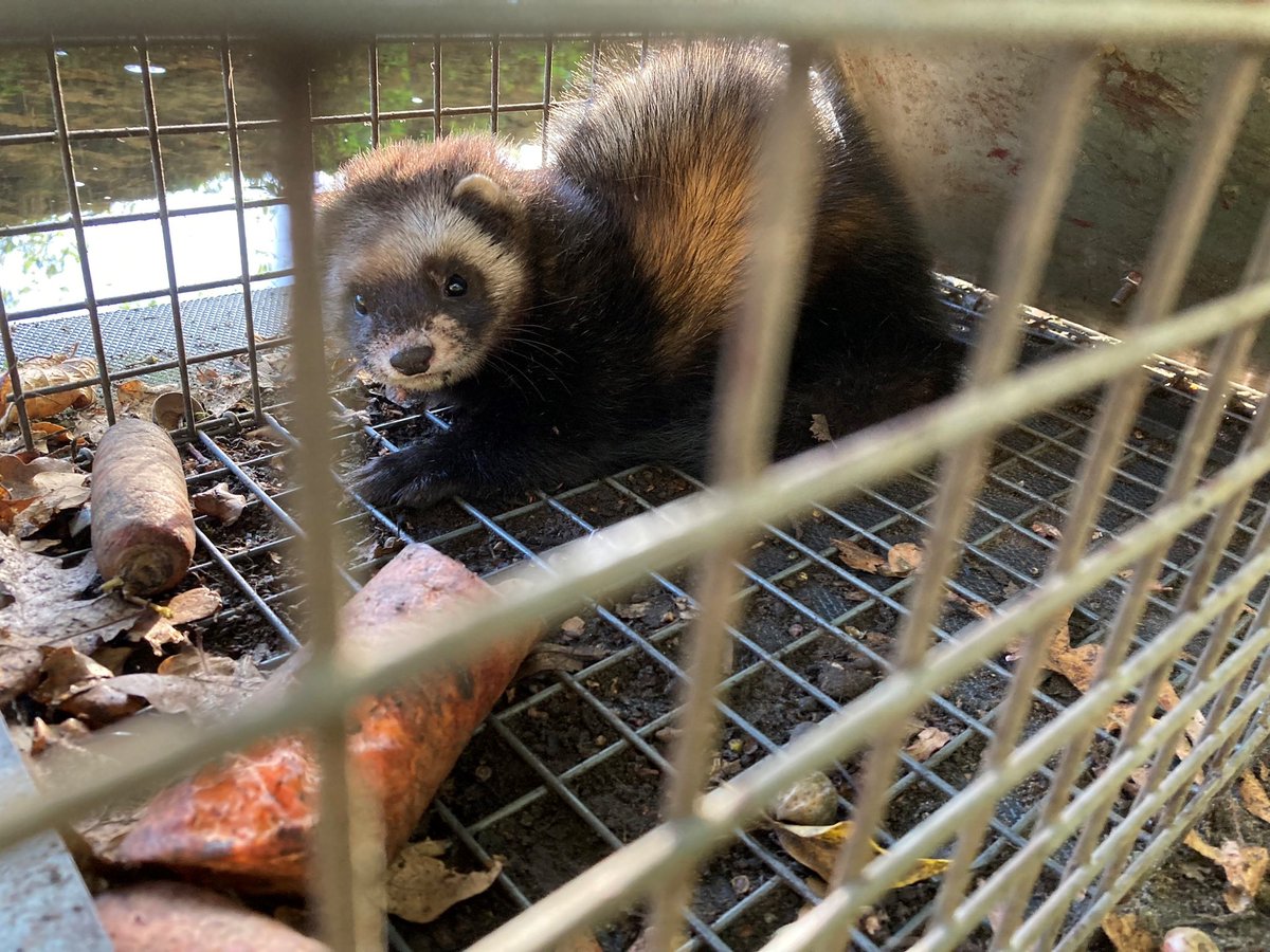 wsrivierenland's tweet photo. Onze muskusrattenbestrijder trof een bunzing aan in een kooi waarmee hij muskusratten vangt. Dat gebeurt bijna nooit. Hij heeft de bunzing vrijgelaten. Nieuwsgierig geworden? Kijk deze week mee!
Volg ons ๐ https://t.co/ZMKyyW02Zr #fotovandeweek #muskusratten #takeover #natuur https://t.co/7L8gkeV0Hs