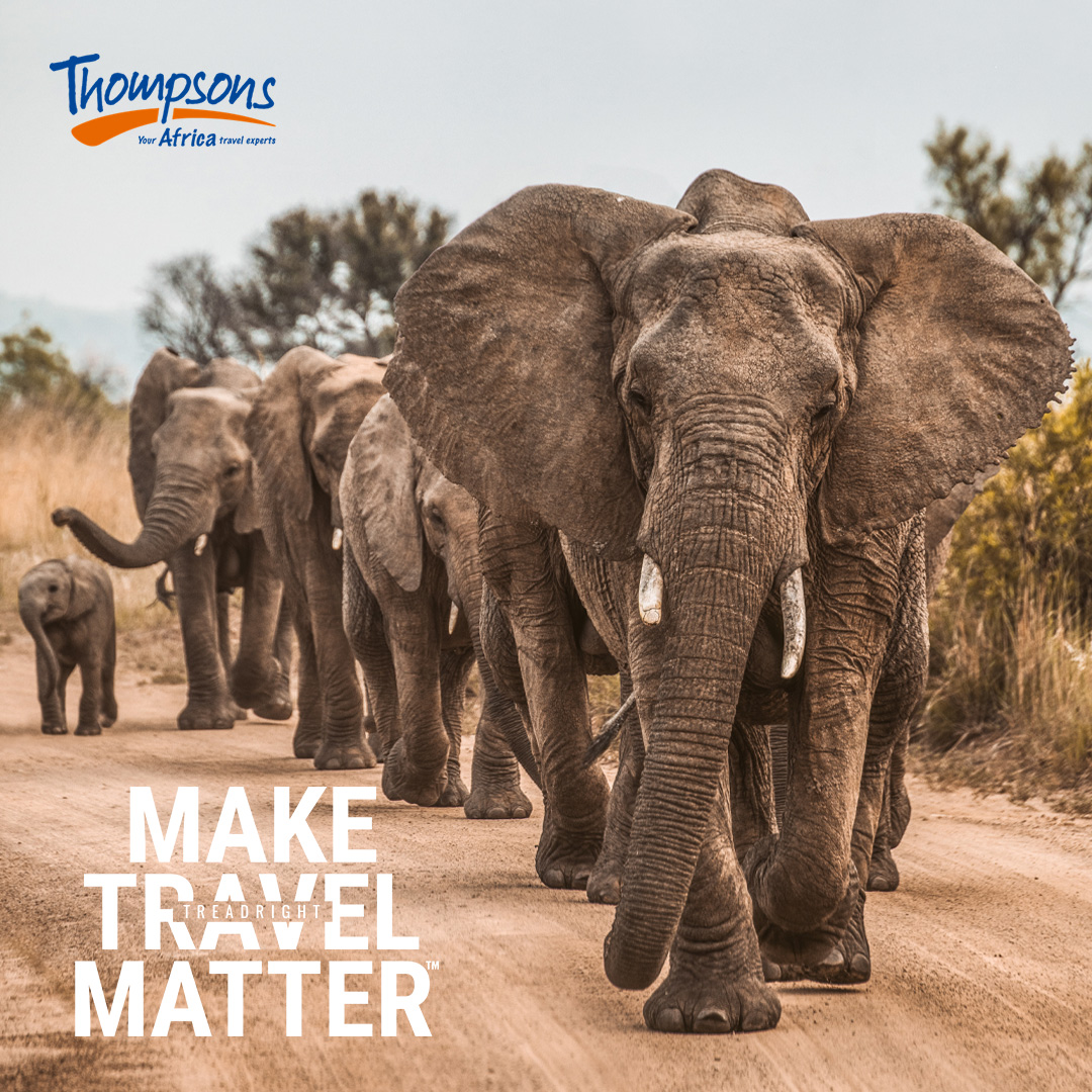 ThompsonsAfrica's tweet image. Travel provides us unique opportunities to see and learn about the diverse wildlife of our world. Read more about what Treadright is doing to support ethical wildlife encounters: bit.ly/3dmCTiQ

#treadright #wildlife #HowWeTreadRight #MakeTravelMatter
