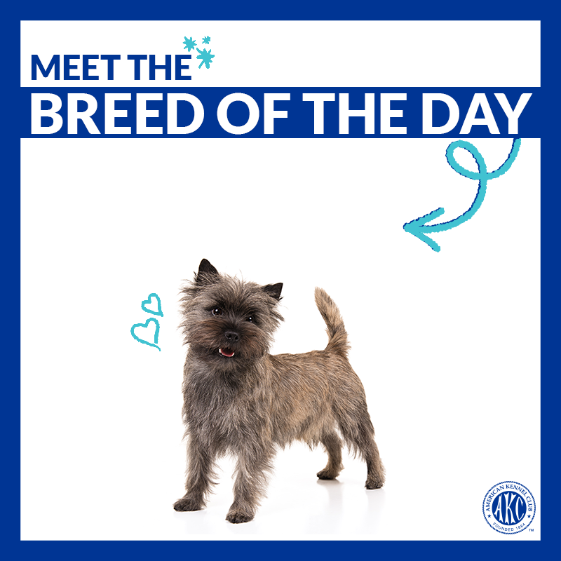 akcdoglovers's tweet photo. Alert, cheerful, and busy. Meet the Cairn Terrier → https://t.co/f1X8eg4c4n #ThisisAKC https://t.co/r1X6uFPLVM