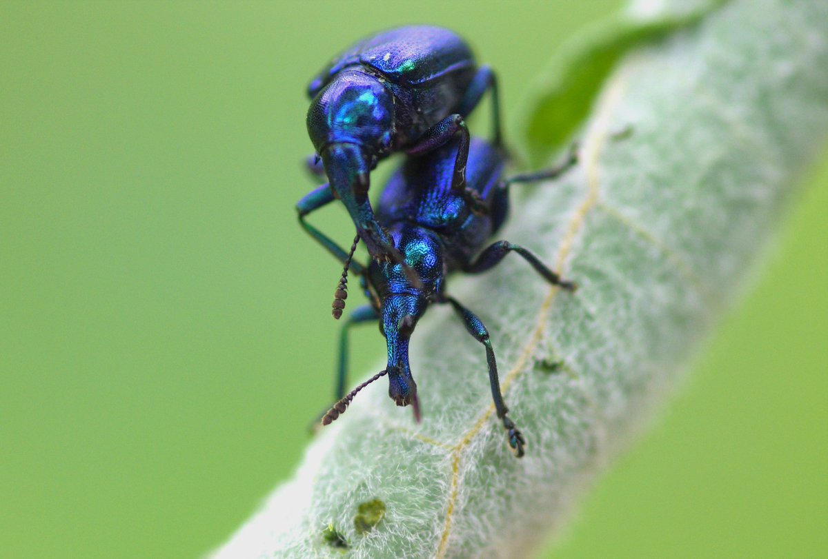 strandlined's tweet photo. Banishing the seasonal blues & thinking about a different kind of blue: Byctiscus betulae, on Sallow earlier this year in Essex. Never seen them prior to 2022. Observed them fighting and mating, very dynamic behaviour!
#beetles #weevils #Coleoptera #Curculionoidea #Rhynchitidae https://t.co/BB8kYwZqhS