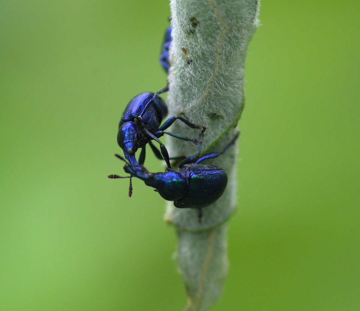 strandlined's tweet photo. Banishing the seasonal blues & thinking about a different kind of blue: Byctiscus betulae, on Sallow earlier this year in Essex. Never seen them prior to 2022. Observed them fighting and mating, very dynamic behaviour!
#beetles #weevils #Coleoptera #Curculionoidea #Rhynchitidae https://t.co/BB8kYwZqhS