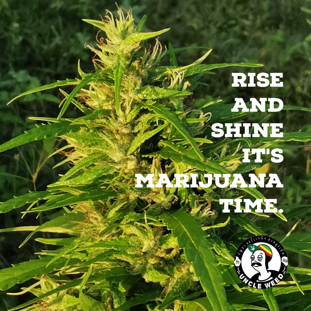 UncleWeed88's tweet photo. #กัญชา #กัญชาออแกนิค #ขายกัญชา #พันลํา #outdoorgrower #cannabiscommunity​ #cannabis​ #MaryJane #420Life #420friendly https://t.co/MCSsF5JdBs