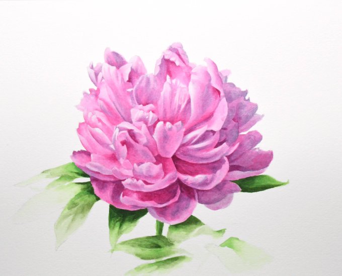 「peony (flower)」 illustration images(Latest｜RT&Fav:50)