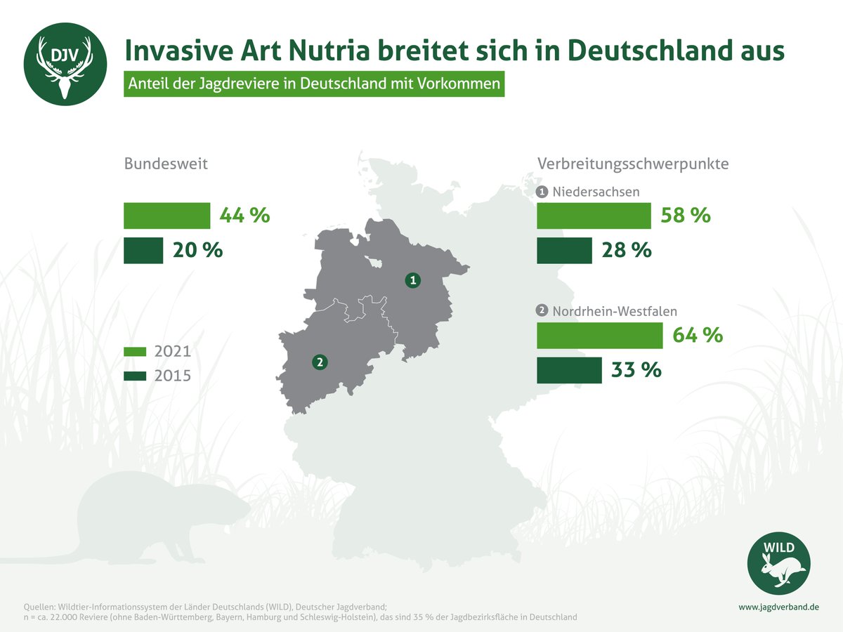 Das #Nutria-Vorkommen in deutschen Jagdrevieren hat sich seit 2015 verdoppelt. Schwerpunkte: NRW und Niedersachen. Das #Nagetier beschädigt Wasserschutzdämme und vernichtet Schilfgürtel. DJV fordert Bekenntnis der Politik zur Fangjagd für invasive Arten: bit.ly/3ELwtVs