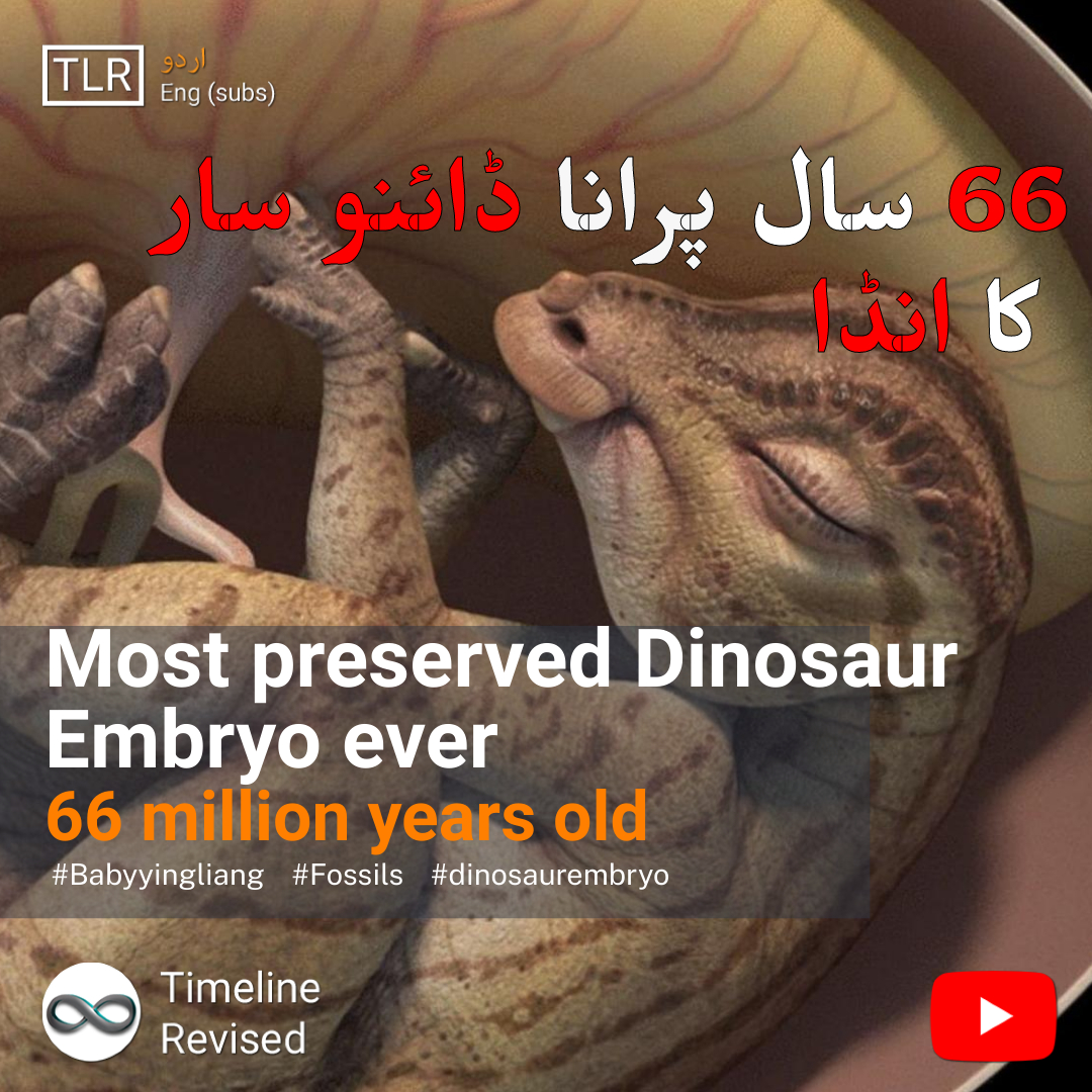 RevisedTimeline's tweet photo. Inside Of 66 Million-year-old Fossilized Dinosaur egg - اردو / हिन्दी
YouTube Link:
https://t.co/2lJIvBbYb4
#youtubeshorts #YouTube #Video #viralpost #PakistanFutureStars #Pakistan #Urdu #hindistan #informativos #timelinerevised https://t.co/elYpENdogn