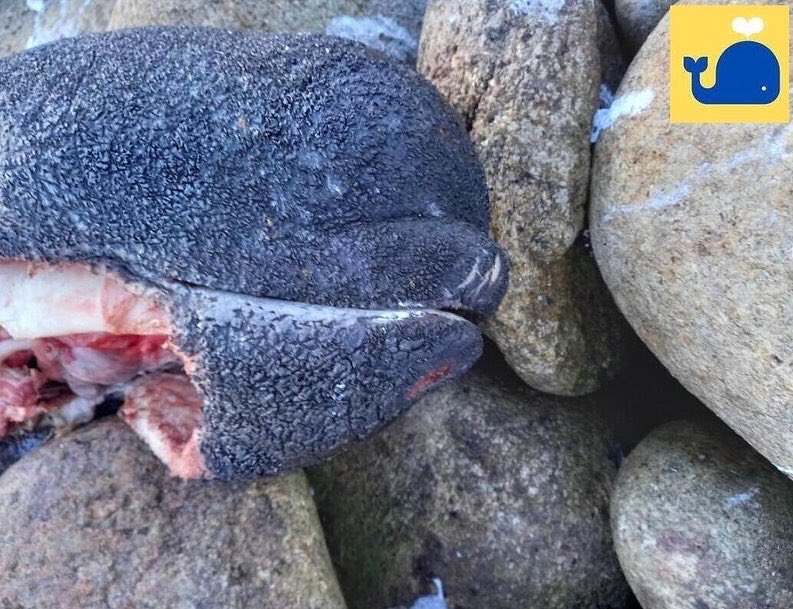 ObserversApp's tweet photo. WARNING ⚠️ Graphic Images! 

Recent stranding report of a long-finned pilot whale (Globicephala melas) at Marameelan, Co. Donegal. 
Join a movement of #oceanheroes and help to protect marine wildlife! 

#ObserversApp #CitizenScience #OceanHero #jointhemovement @ORCA_Ireland https://t.co/awQAfdinUr