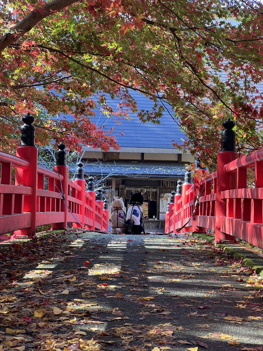 68x90's tweet photo. NHKの五国の紅葉で映して頂きました👏
嬉しい😆💕
記念になりました☺️ https://t.co/0m4cu6sD1L