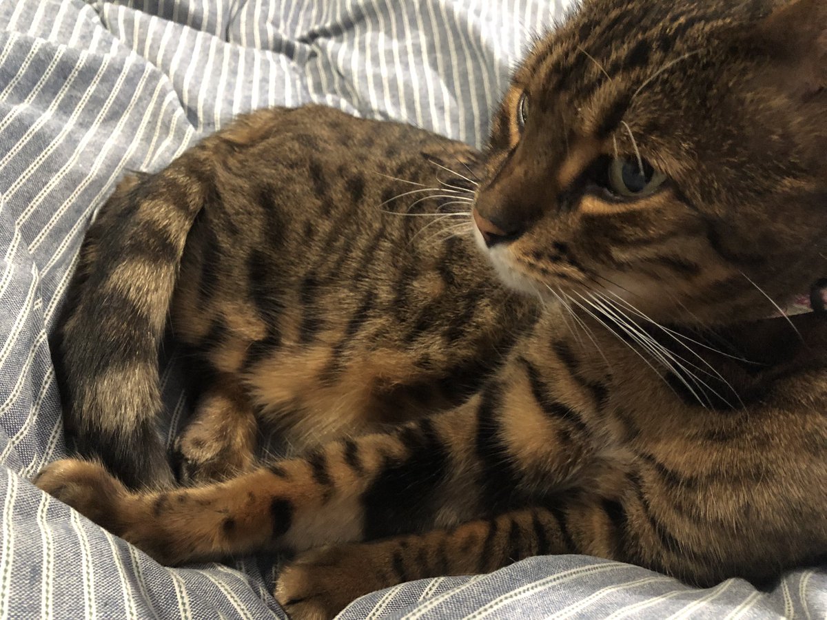annie_warman's tweet photo. Not much fun owt. I’m back in beddies. #coldNovember #teambengal https://t.co/0vai1p6P5B