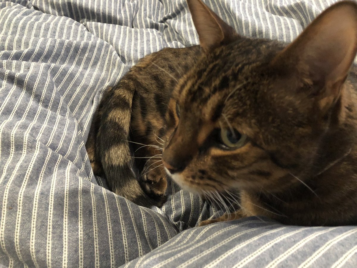 annie_warman's tweet photo. Not much fun owt. I’m back in beddies. #coldNovember #teambengal https://t.co/0vai1p6P5B