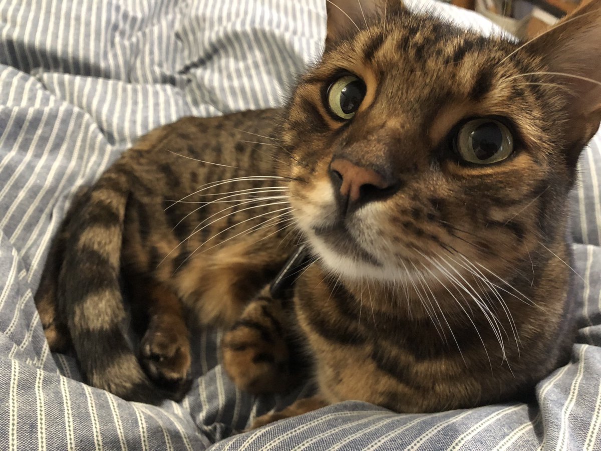 annie_warman's tweet photo. Not much fun owt. I’m back in beddies. #coldNovember #teambengal https://t.co/0vai1p6P5B