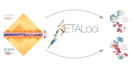 Juan A. Rodríguez (@jrotwitguez) on Twitter photo How is sex determined? How is it encoded in the #3Dgenome?
🥳Happy to share my main postdoc work! "Sex-determining 3D regulatory hubs identified with METALoci, a new genome spatial auto-correlation approach"
W/ Capel Lab, <a href="/mamartirenom/">Marc A. Marti-Renom</a> & <a href="/Dariloops/">Darío G. Lupiáñez</a>
🧵👇: biorxiv.org/content/10.110… How is sex determined? How is it encoded in the #3Dgenome?
🥳Happy to share my main postdoc work! "Sex-determining 3D regulatory hubs identified with METALoci, a new genome spatial auto-correlation approach"
W/ Capel Lab, <a href="/mamartirenom/">Marc A. Marti-Renom</a> & <a href="/Dariloops/">Darío G. Lupiáñez</a>
🧵👇: biorxiv.org/content/10.110…
