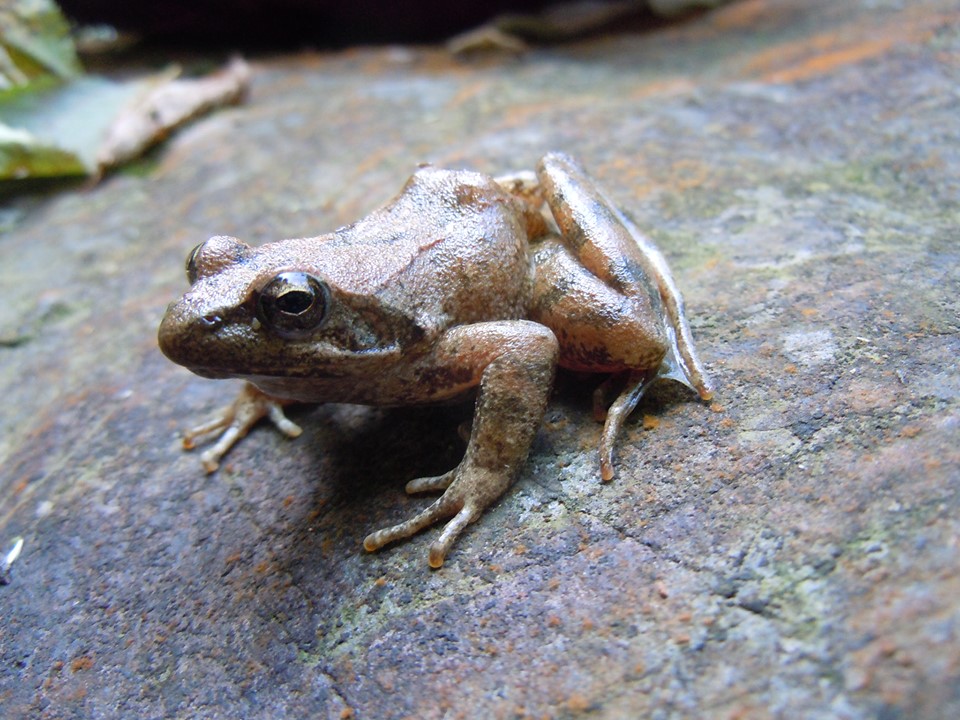 JeanetteHall9's tweet photo. It seems that the latest Twitter trend is #tweetafrog, which is something I'm very happy with! So here are some of mine. Admittedly one's a toad, but it's an artificial distinction. And a very lovely toad. https://t.co/hE5wNayHcw