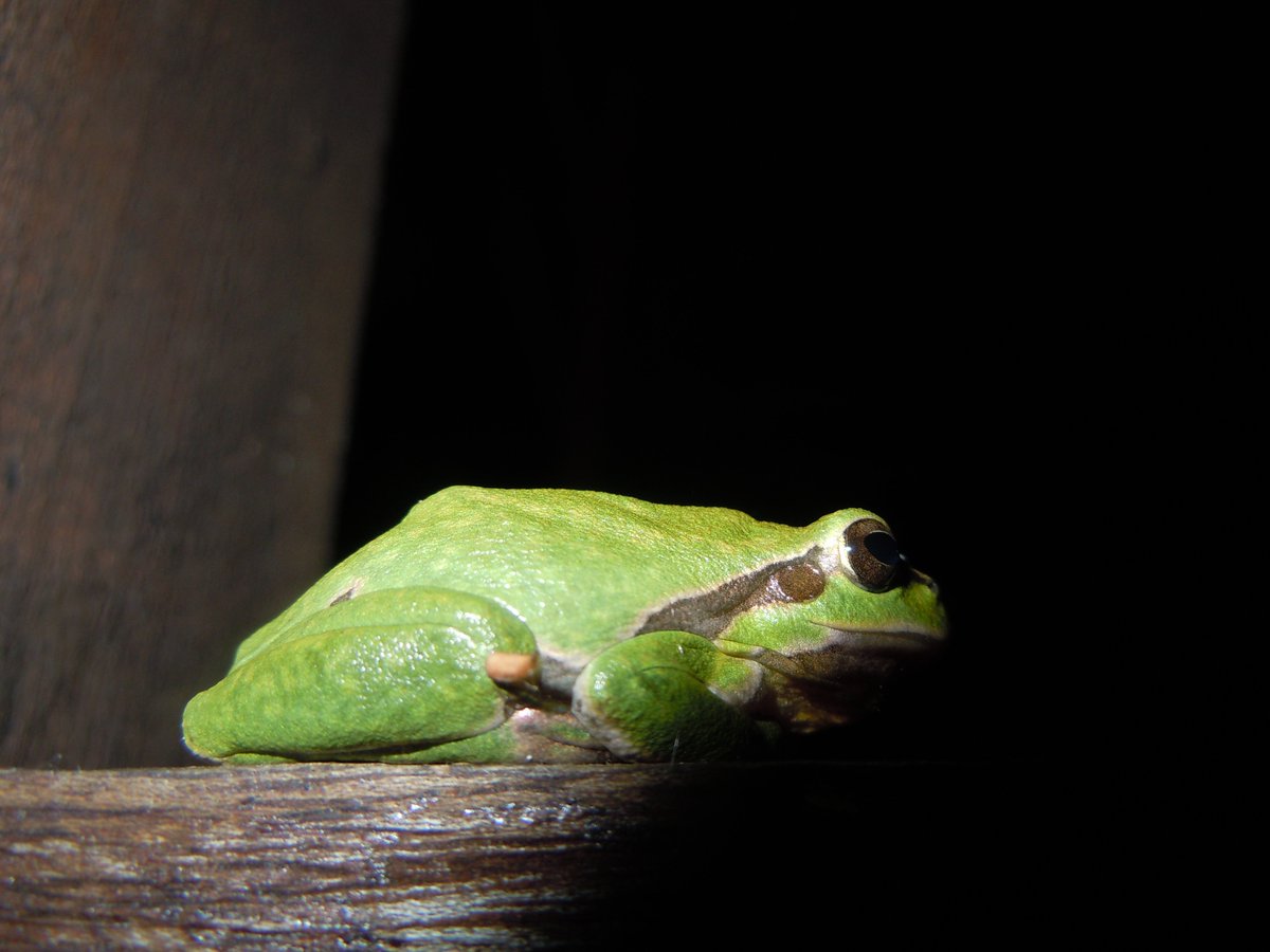 JeanetteHall9's tweet photo. It seems that the latest Twitter trend is #tweetafrog, which is something I'm very happy with! So here are some of mine. Admittedly one's a toad, but it's an artificial distinction. And a very lovely toad. https://t.co/hE5wNayHcw