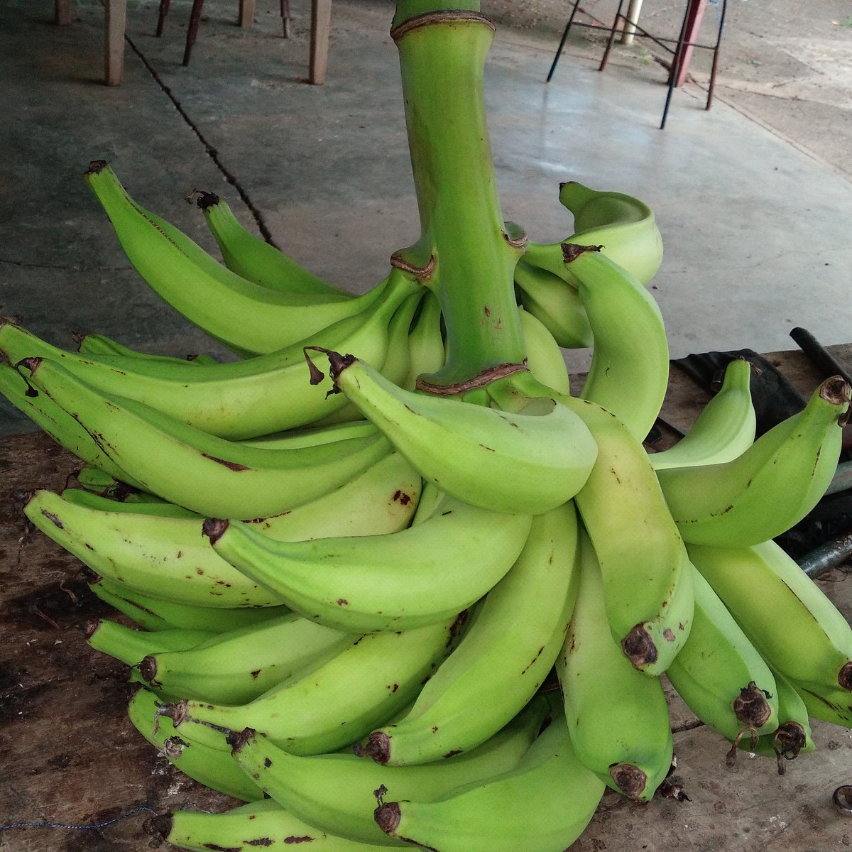 Ambientalista. tweet media