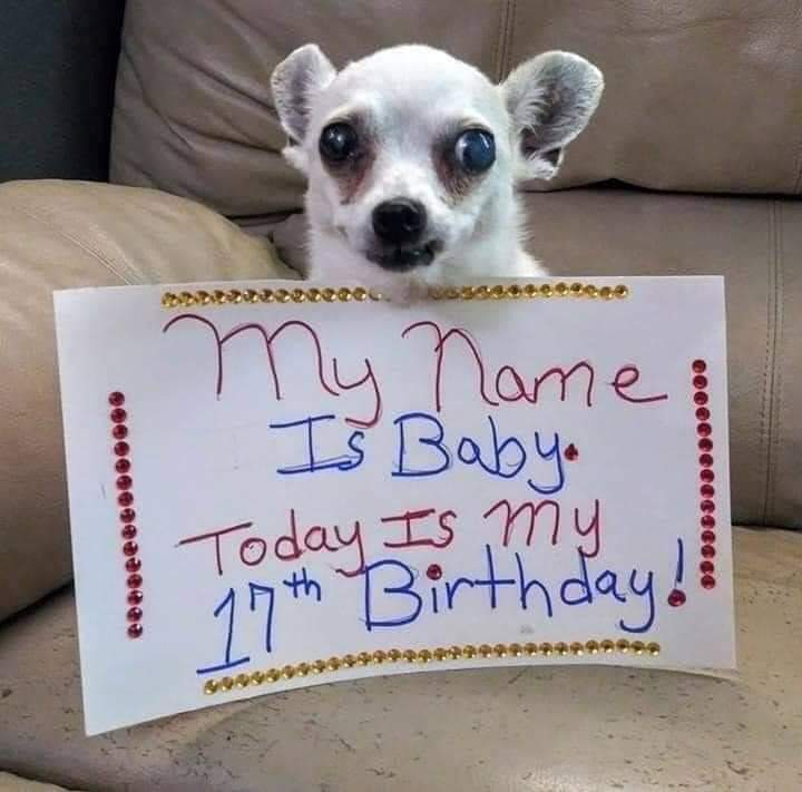 _XDogs's tweet image. My Name Is Baby, Today Is my 17th Birthday! 🎂❤️🐶