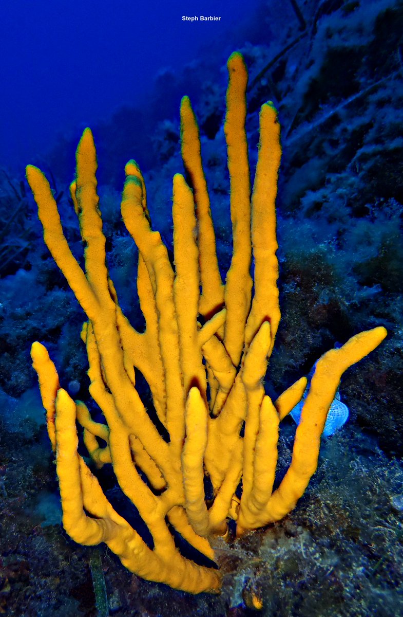💦S'cuB'a Diving Time in Mediterranea: Moray-eel, neptune Grass, common antlers Sponge!
Instants de Plongée en Méditerranée : Murène commune; Posidonie; Axinelle commune !😎
Olympus camera + housing
French Riviera / Côte d'Azur, Var, France.
Summer - Eté
2022
🌊