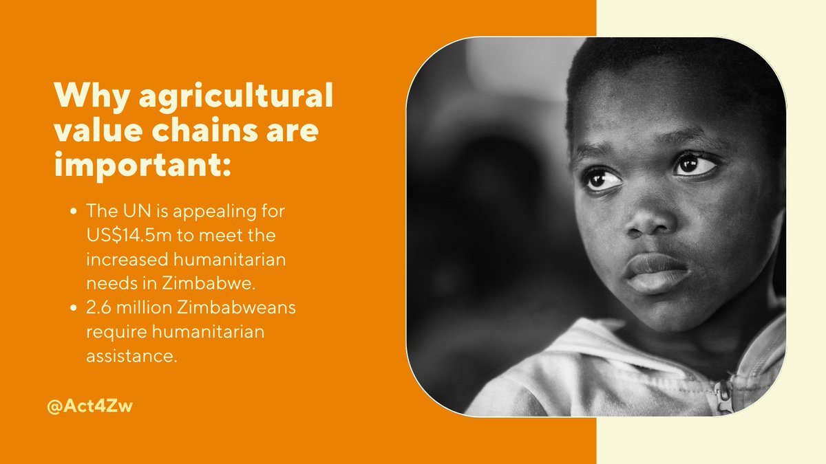 Mining is destroying agricultural value chains in Zimbabwean host communities. Here are some of the implications of disappearing food chains. 👇