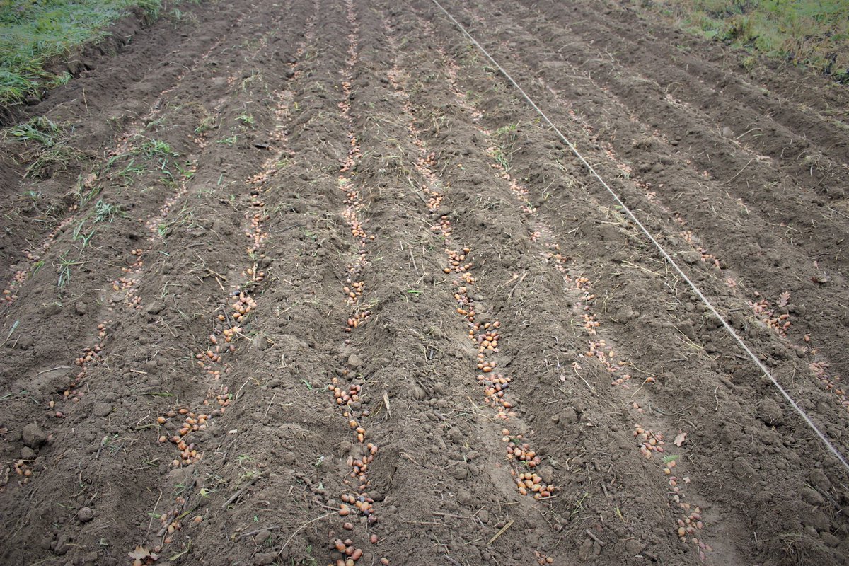 RNP_Romsilva's tweet photo. ℹ️ 🇷🇴 📷 Semănături de ghindă în pepinierele #silvice ale Direcției Silvice #Sibiu din cadrul #Romsilva

ℹ️ 🇬🇧 📷 Planting #oak acorns at Sibiu #forest Directorate forest nurseries, in #Romania 

#Forestry #silvicultură #pădure #forest #nature #natură https://t.co/32FLooVVP8