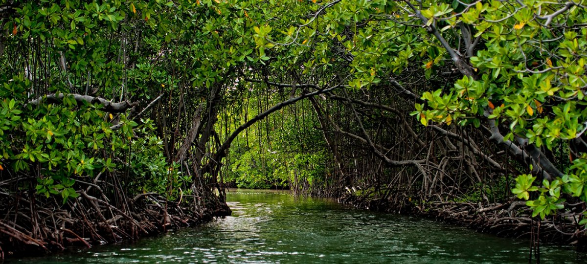 UNGeneva's tweet photo. Mangroves are some of the most carbon-rich ecosystems on the 🌍, storing on average 1,000 tonnes of carbon/hectare in their biomass & underlying soils.
Learn more about the benefits of ocean habitats➡️ https://t.co/BSmijZ0N08
#ClimateAction #SaveOurOcean #OnePlanetOneOcean 💙🌊 https://t.co/gIYdmUQJ2I