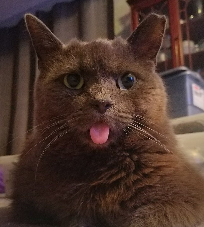 KJonair's tweet photo. Good morning from Grayson! π»π»
#goodmorning #cats #dailygrayson https://t.co/Uw9Z7cE83D