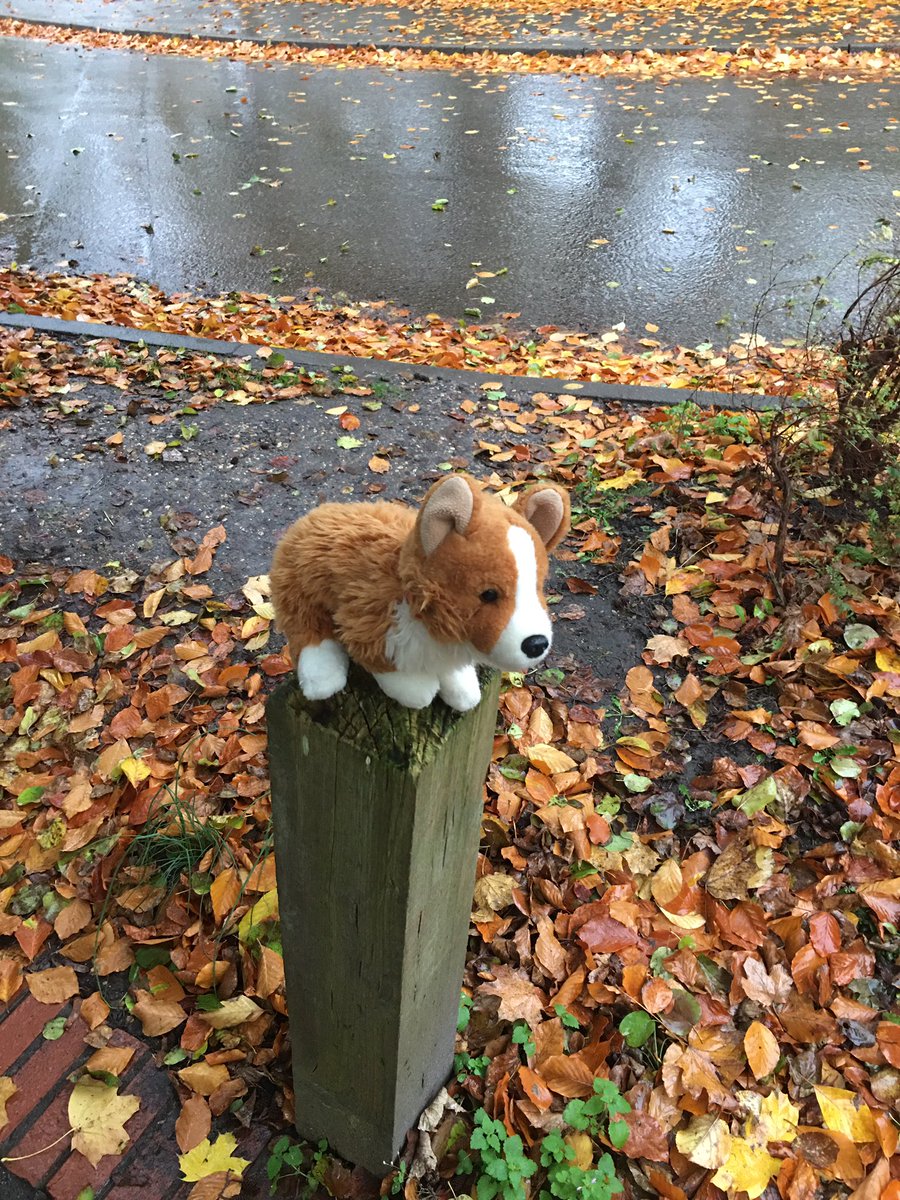 HJFMidwife's tweet photo. If you have lost a toy #Corgi at Royal Hampshire County Hospital, I rescued him from the rain outside Costa, and he’s in Florence Portal House with me @HHFTnhs #losttoy #rhch https://t.co/EQ9DZf2E8a