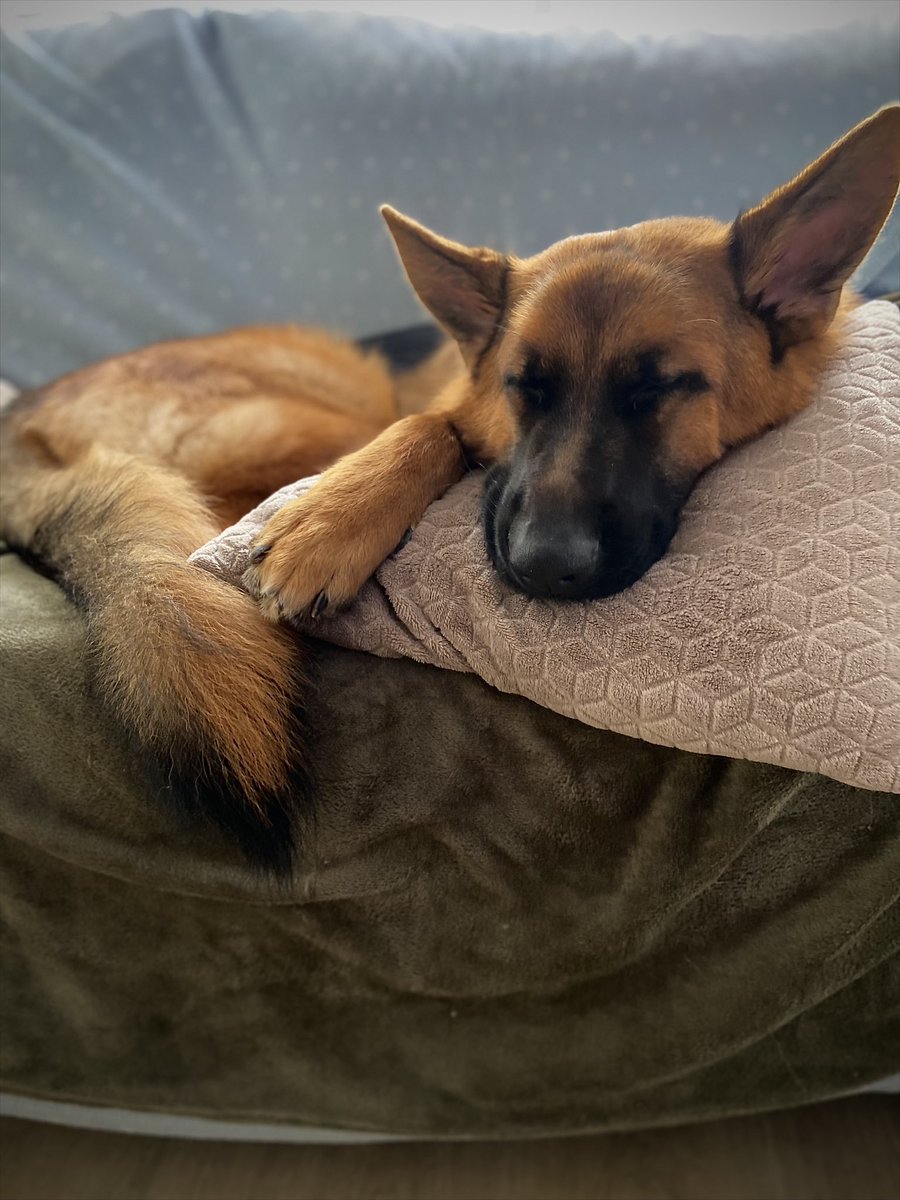 GozzaGus tweet media