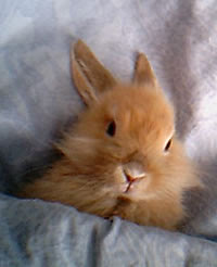 Bunnies (@rabbiteveryhour) on Twitter photo 