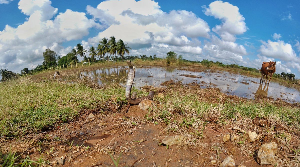 GnaneswarCh's tweet photo. In the world of #cobras, there is cattle, people and paddy. Several species of snakes thrive in places where humans live. While the conflict is high, the ecological importance of snakes is significant. Co-existence is the only way forward. https://t.co/FKDfqfXb9L