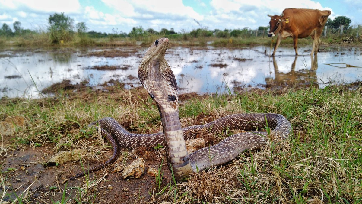 In the world of #cobras, there is cattle, people and paddy. Several species of snakes thrive in places where humans live. While the conflict is high, the ecological importance of snakes is significant. Co-existence is the only way forward.