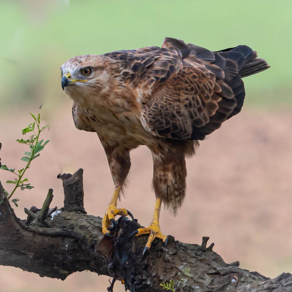 The Wild Bird Trust tweet media