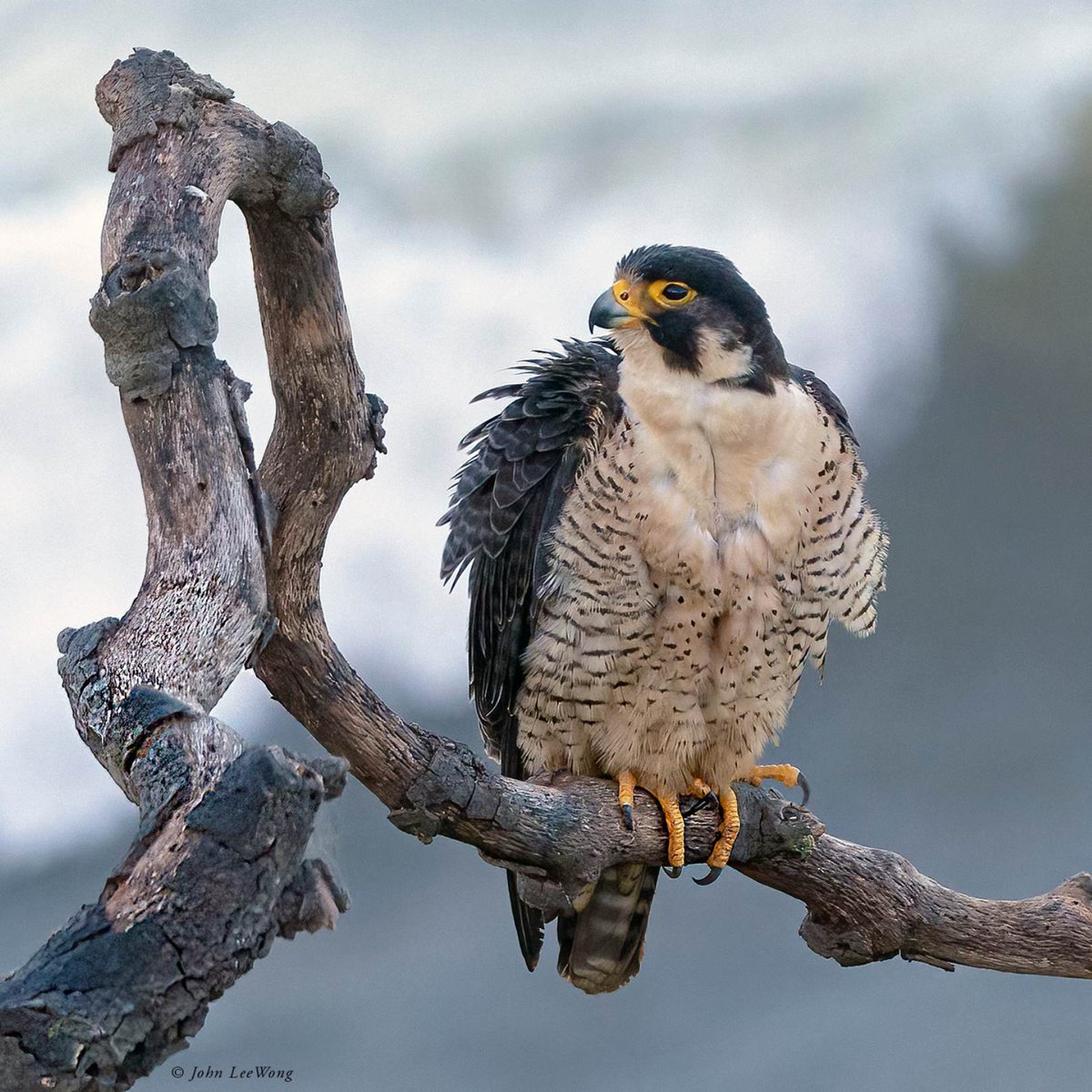 Top 10 Wild Bird Photos Award winners -'Raptors'. All 10 winners: wildbirdrevolution.org/post/5876 Peregrine Falcon 📷 John LeeWong in the USA. Long-legged Buzzard 📷 Ujjwal Kumar Das in India. Northern Pygmy-Owl 📷 Tim Nicol in the USA. White-eyed Buzzard 📷 Pankaj Kapoor in India.