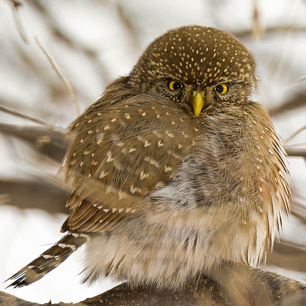 The Wild Bird Trust tweet media