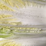 あなたは捨ててない？黒い斑点が出た白菜は、食べられる!