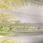 あなたは捨ててない？黒い斑点が出た白菜は、食べられる!