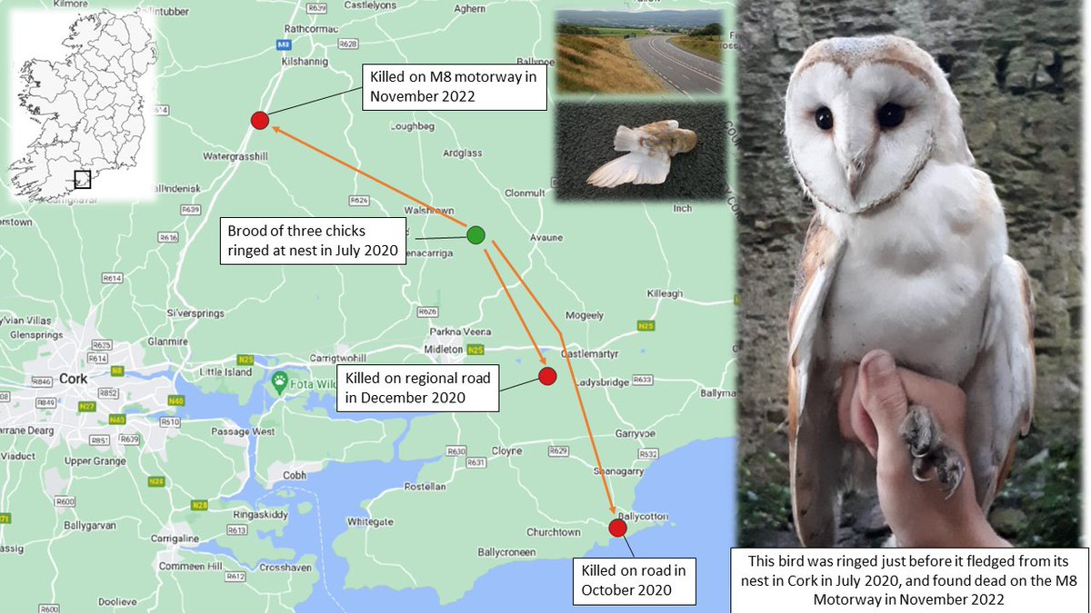 We know that roads (esp major roads) pose a serious threat to Barn Owls but this is the first time we have recorded an entire brood killed on roads, 3 chicks ringed at a Cork nest in July 2020, all subsequently found dead on roads, the most recent on the M8 motorway this month