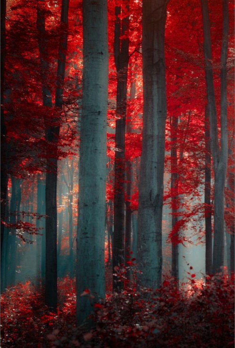 Natureblossm (@natureblossm) on Twitter photo 