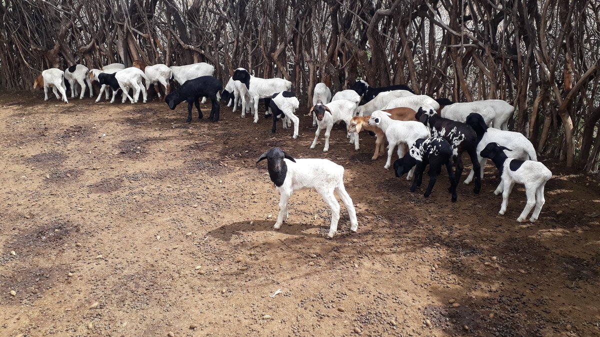 Nalepobreeders's tweet photo. @Nalepobreeders as part of #KondooBoraProject, have managed to produce the second group of breeds. The result of #Dopus×#ReDMaasaisheep. This is how we tackle issues of poorbreeds in the face of climate Change. The future is promising. https://t.co/8jUHxJzlv4