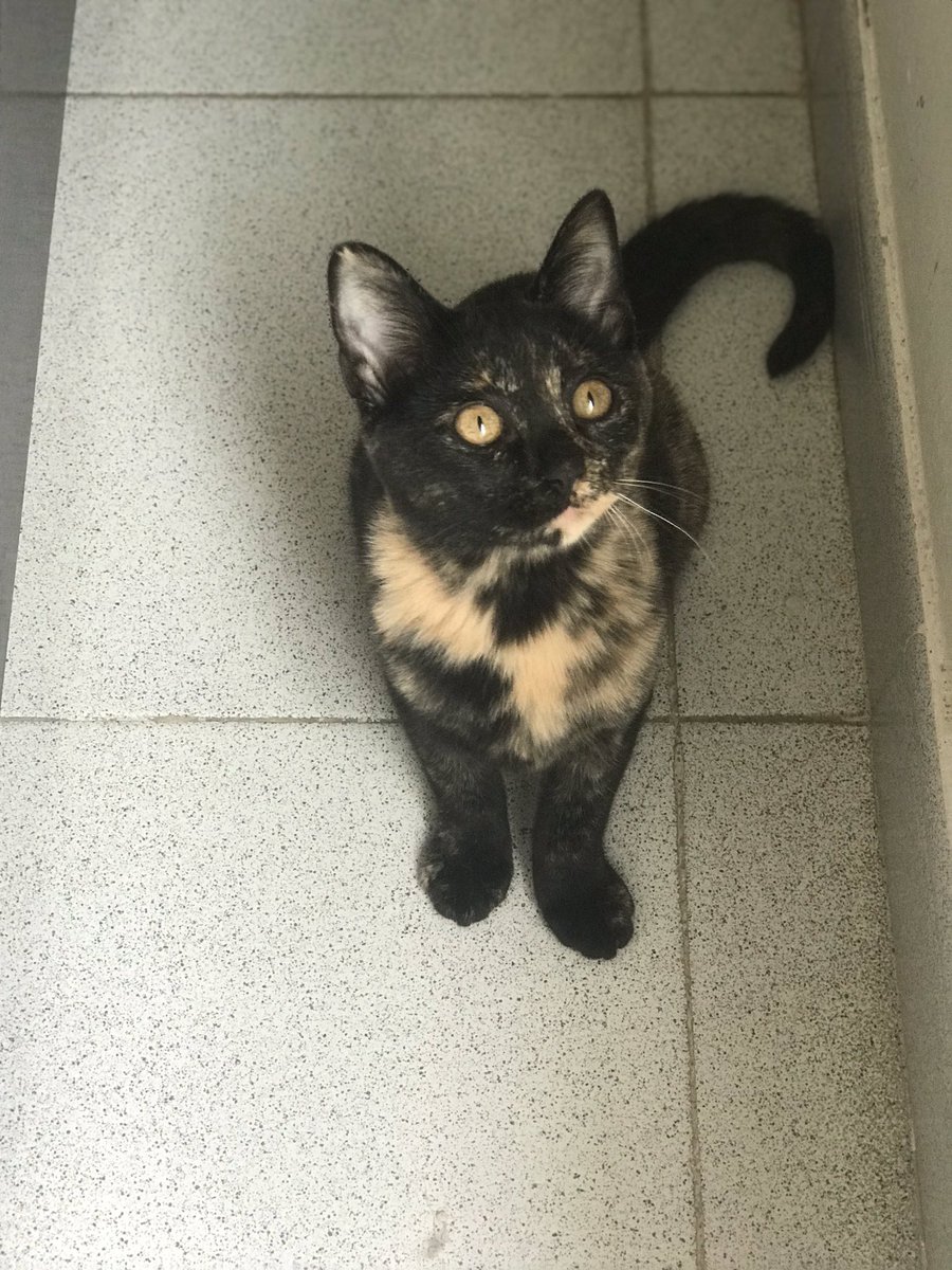 Caso externo

Hola!! Nos ayudais a encontrar familia x favor🙏🙏🙏 Nadie llama para adoptarnos y somos preciosos y cariñosos. Nos llamamos Claudia, Clara y Niko. Quieres adoptar? Llama a Mercè 647936279