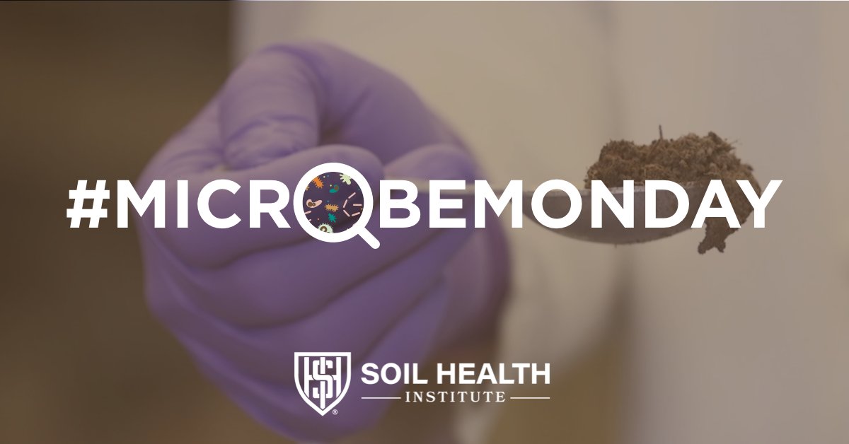 Dispersal of airborne and plant-associated microbes impact surface soil microbial communities. Recent work found the types of microbes introduced to soil had a bigger impact than rates at which microbes were dispersed. Learn more: zcu.io/2nU8 #MicrobeMonday