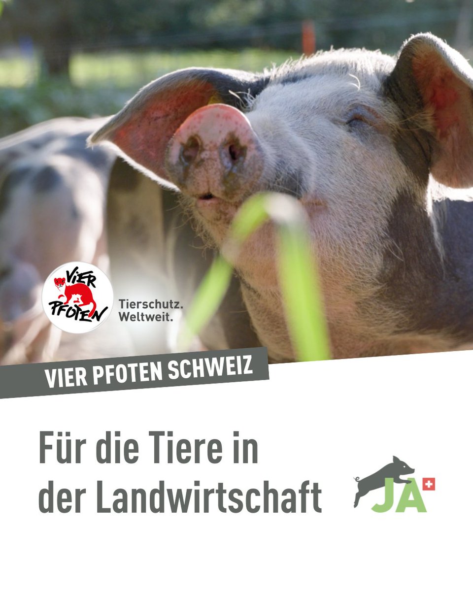 VIER PFOTEN setzt sich weltweit für mehr Tierschutz ein und kämpft damit für eine Welt, in der Menschen den Tieren mit Respekt, Mitgefühl und Verständnis begegnen. 🐾

Erfahre mehr über ihre Arbeit 👉️ vier-pfoten.ch