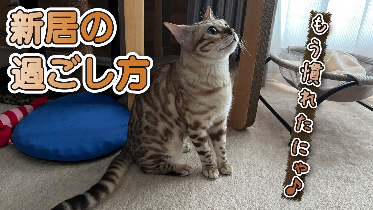 スノーベンガルのルーシィちゃんねる Snowbengal Lucy Twitter